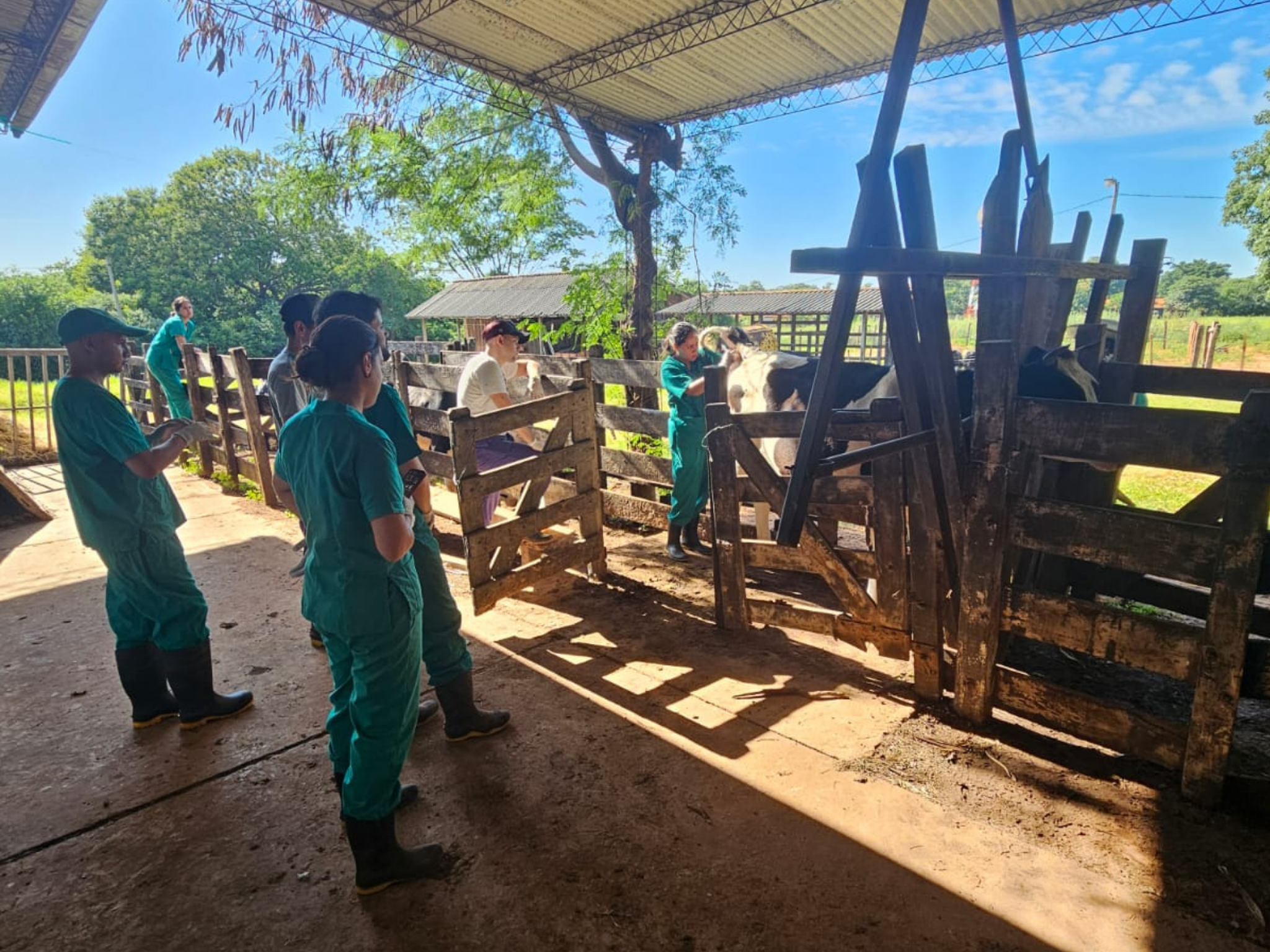 ESTUDIANTES DE LA FCV UNA REFUERZAN SUS CONOCIMIENTOS EN PRODUCCIÓN LECHERA CON PASANTÍA EN LA DIVISIÓN DE GANADO BOVINO