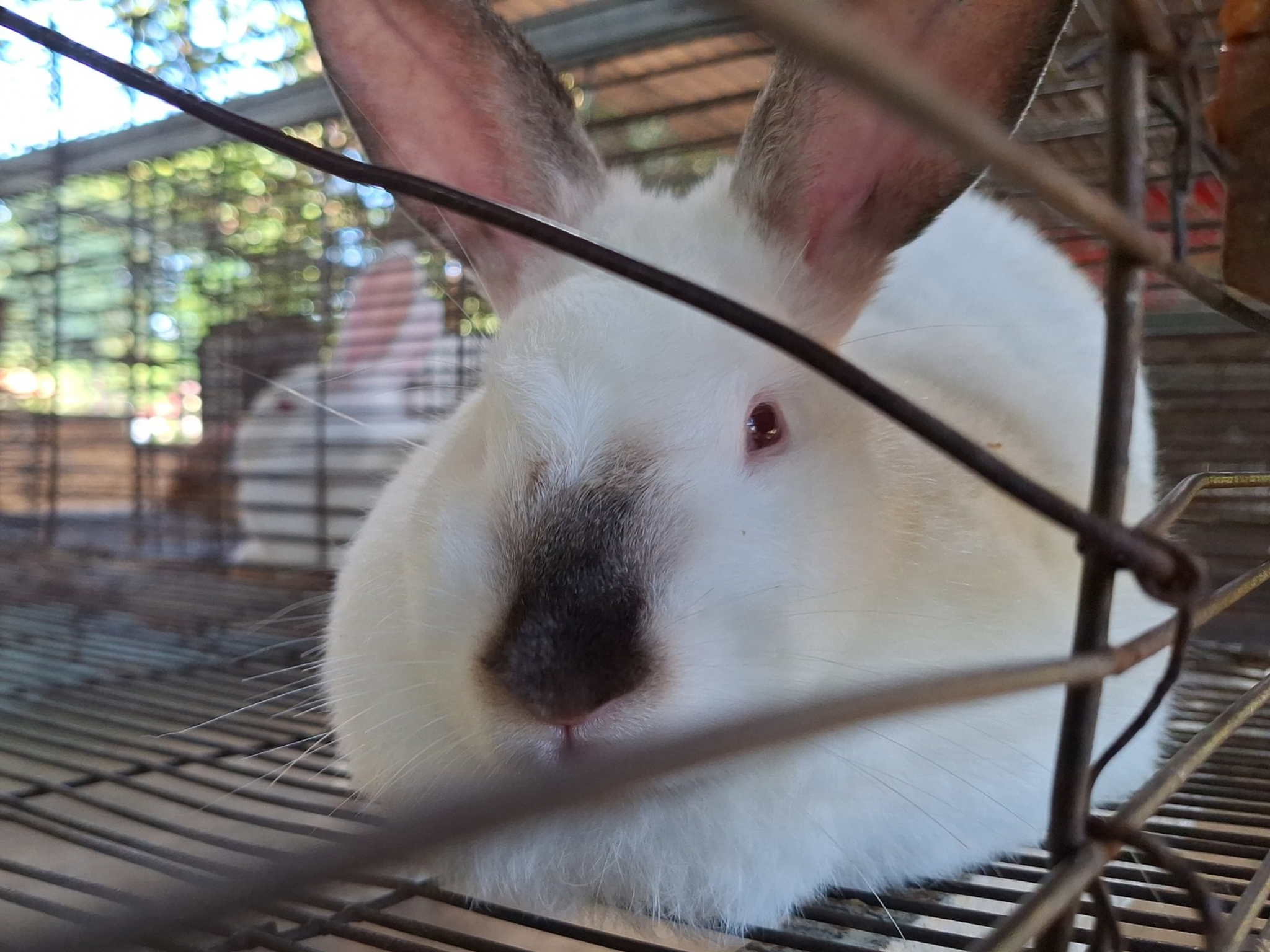 CONOCIENDO A LOS CONEJOS DE LA FCV UNA