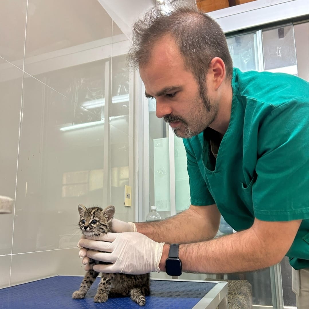 FCV-UNA Y MADES COLABORAN EN LA RECUPERACIÓN DE ESPECIES AMENAZADAS