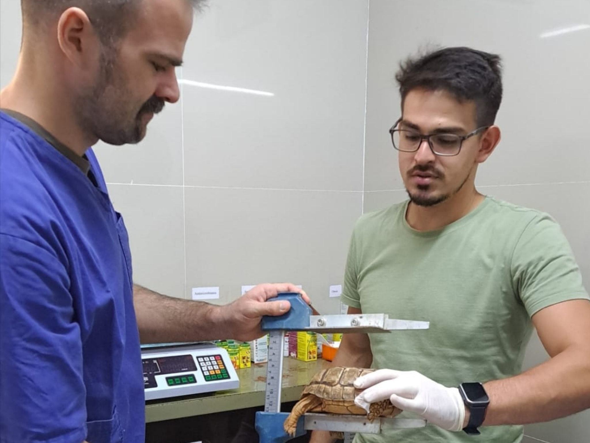 FCV UNA DESARROLLA INVESTIGACIÓN SOBRE SALUD ANIMAL Y RESISTENCIA ANTIMICROBIANA EN TORTUGAS SILVESTRES