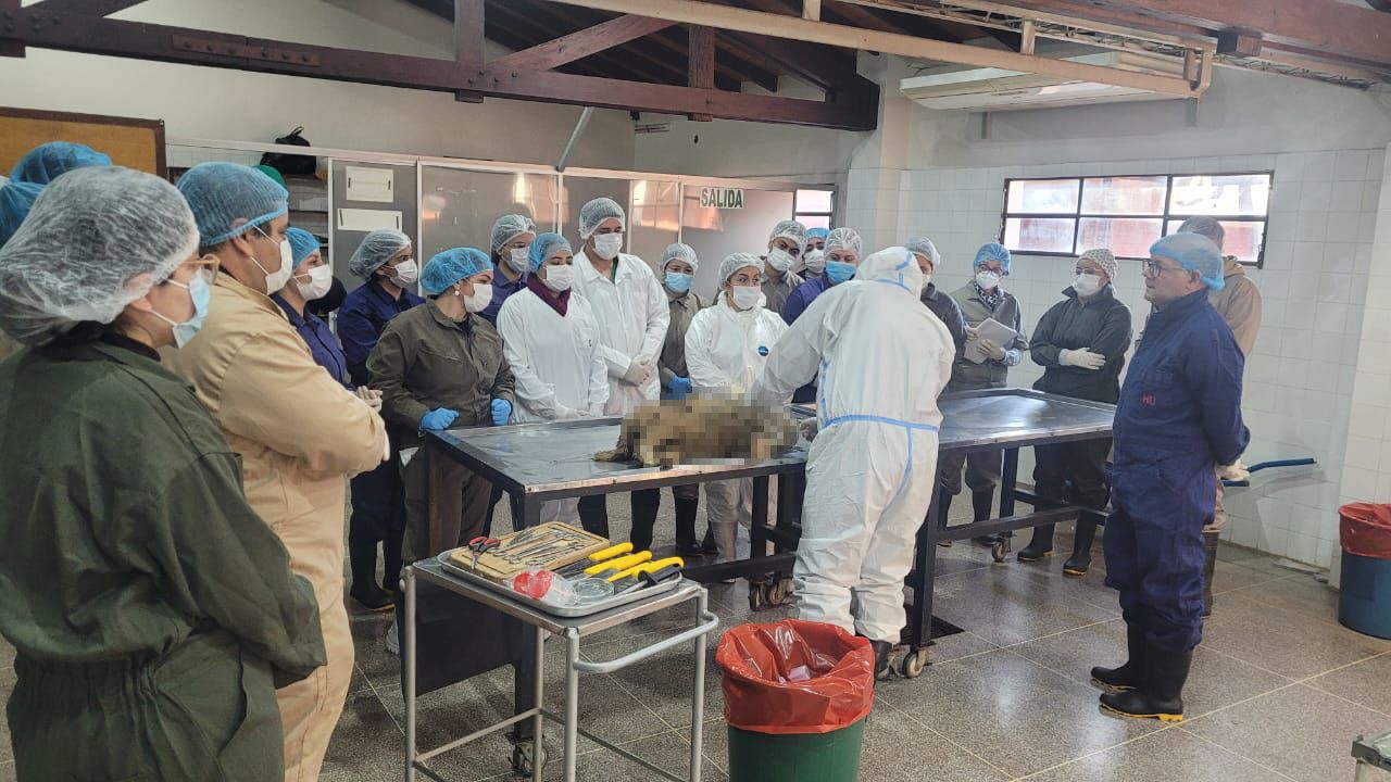ESTUDIANTES DE MAESTRÍA REALIZARON PRÁCTICA DE NECROPSIA EN PEQUEÑOS RUMIANTES
