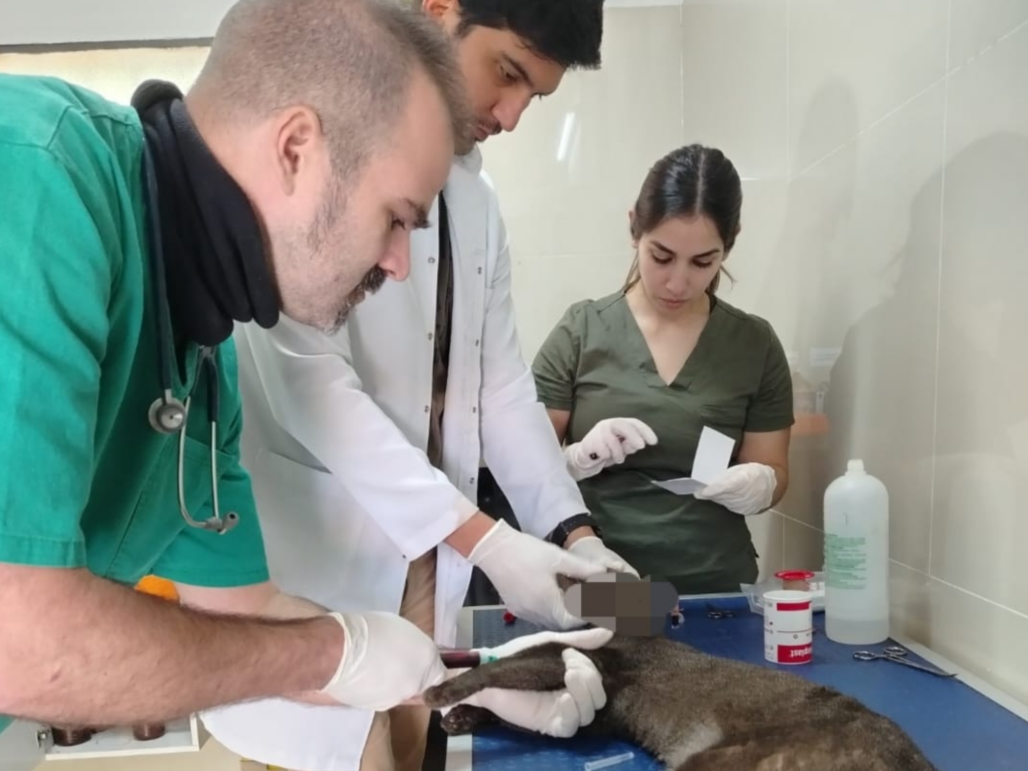 TRABAJO CONJUNTO PARA LA CONSERVACIÓN: JAGUARUNDÍ HERIDO RECIBE ATENCIÓN EN LA FCV-UNA