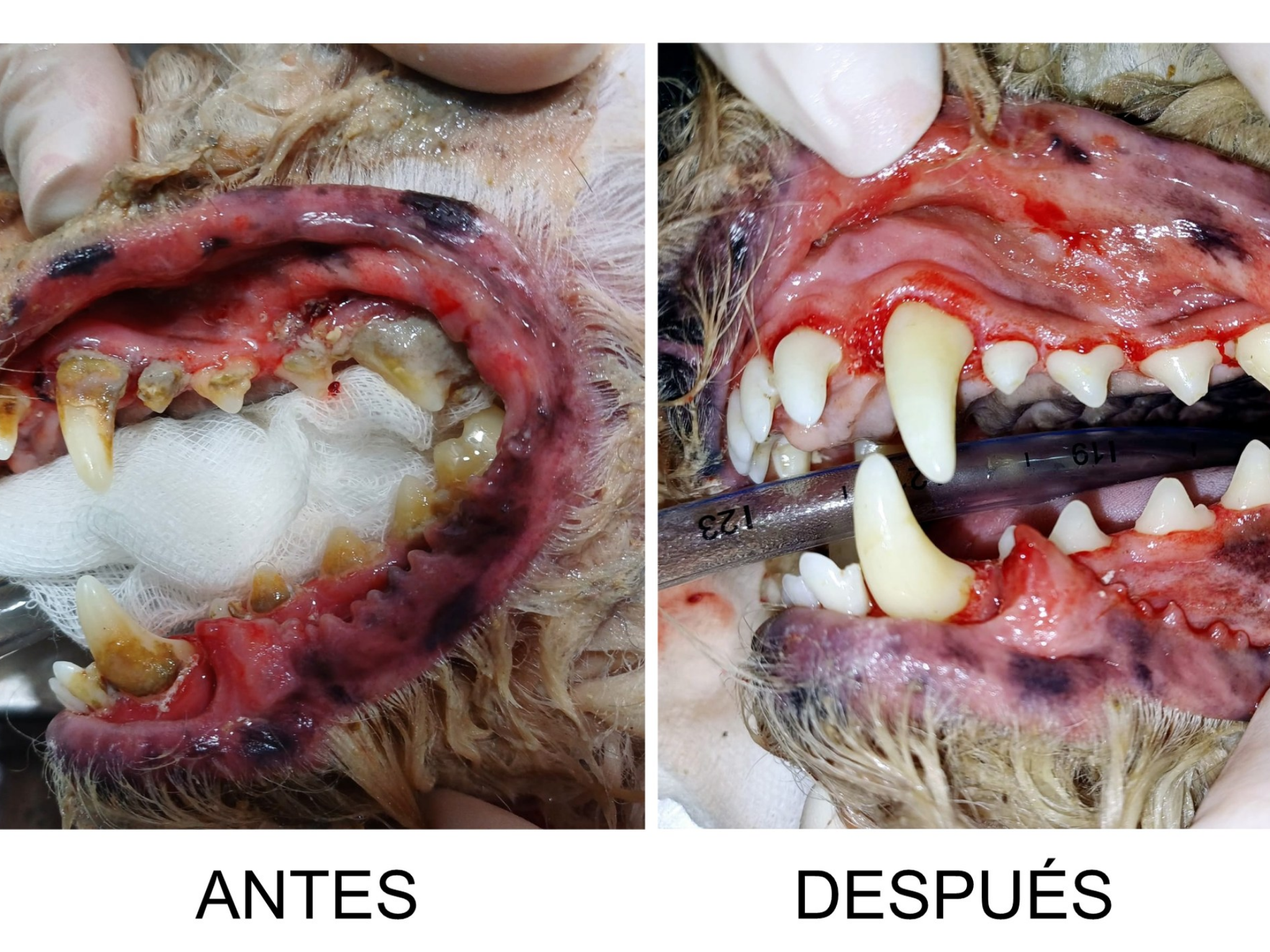 TRANSFORMACIÓN BUCODENTAL EN EL HOSPITAL VETERINARIO DE LA FCV-UNA