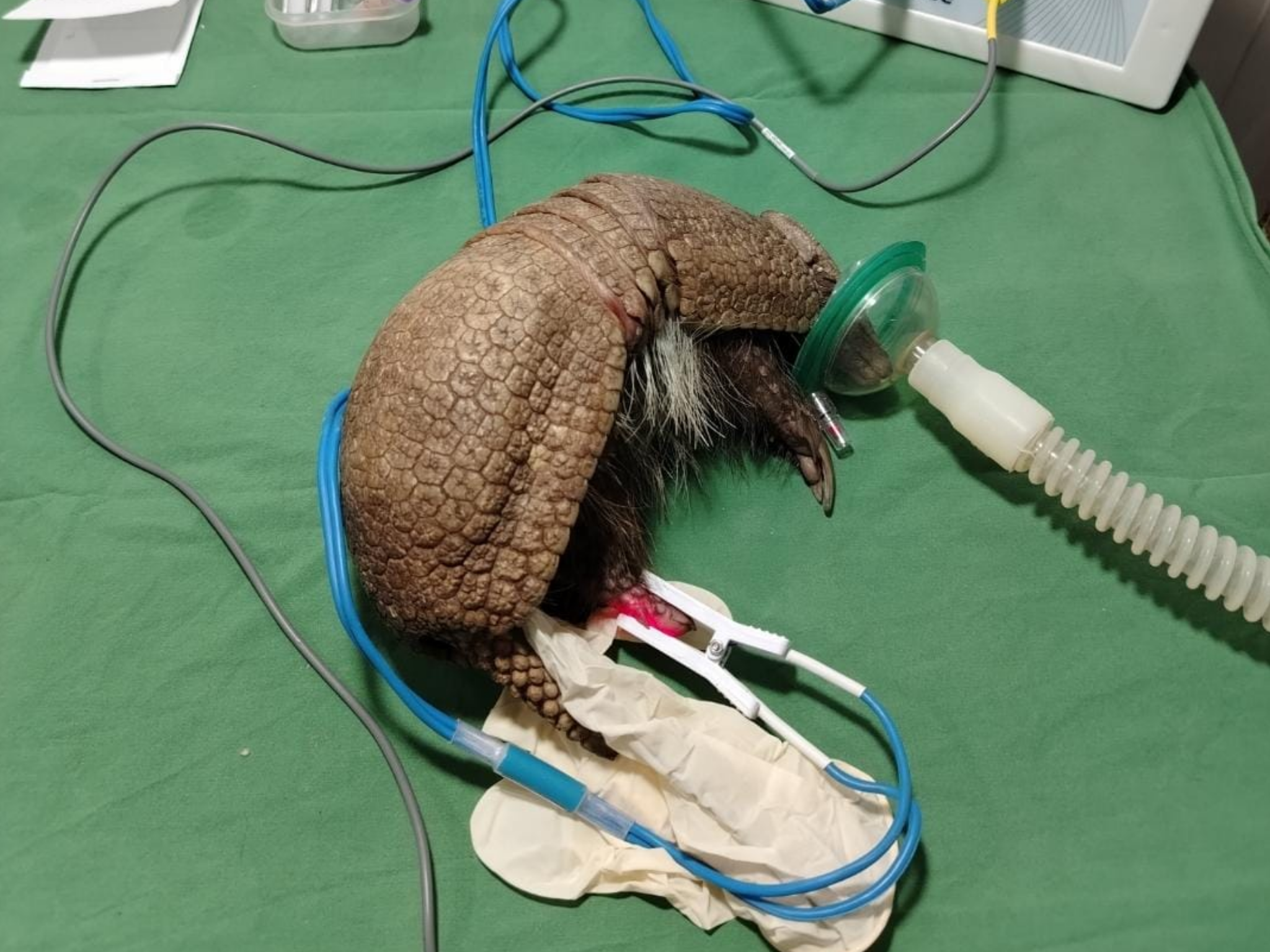 TRABAJO CONJUNTO POR LA FAUNA NATIVA