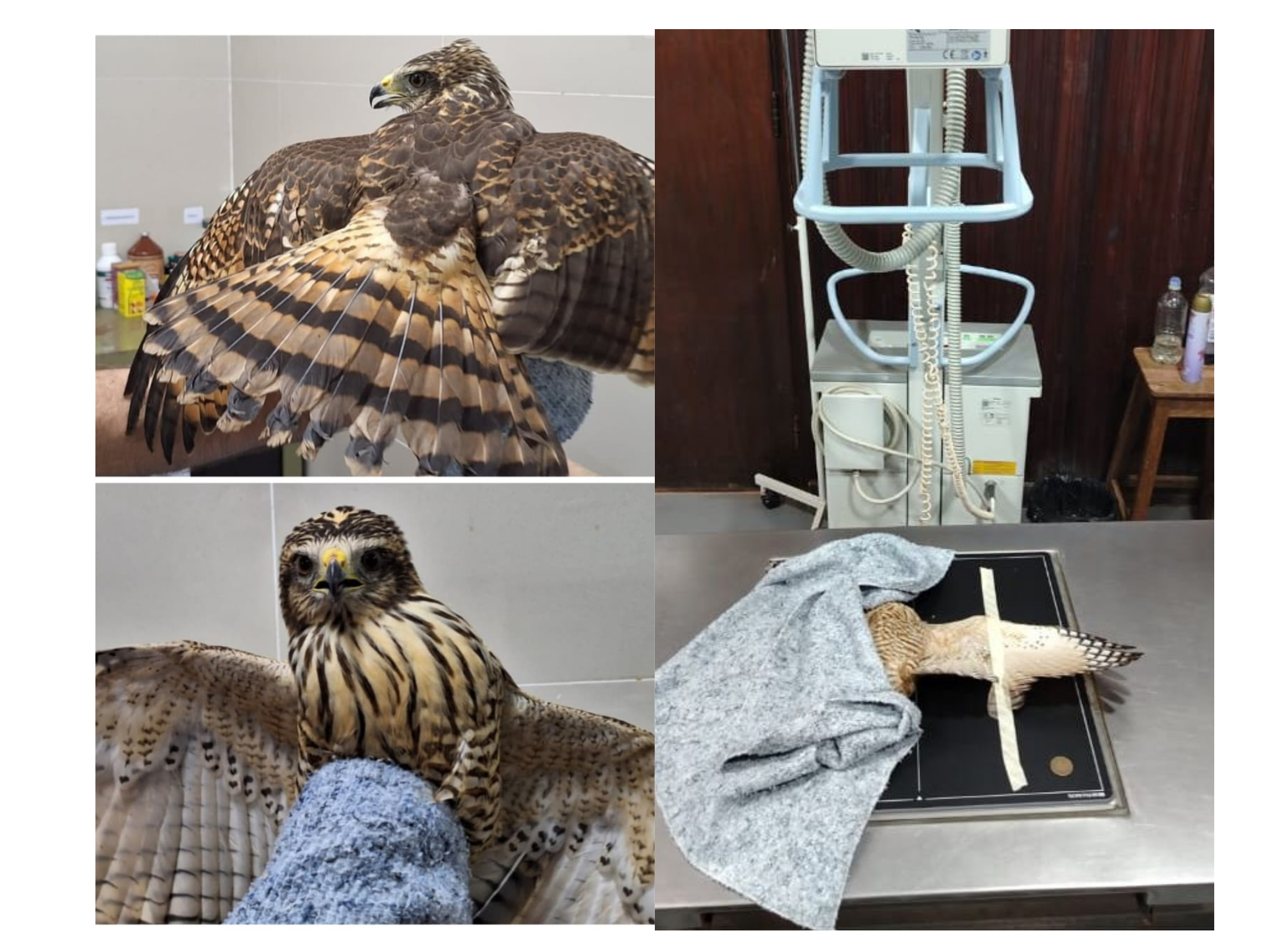 TAGUATÓS REGRESAN A SU HÁBITAT GRACIAS A COLABORACIÓN ENTRE LA FCV UNA Y REFUGIO URUTAÚ