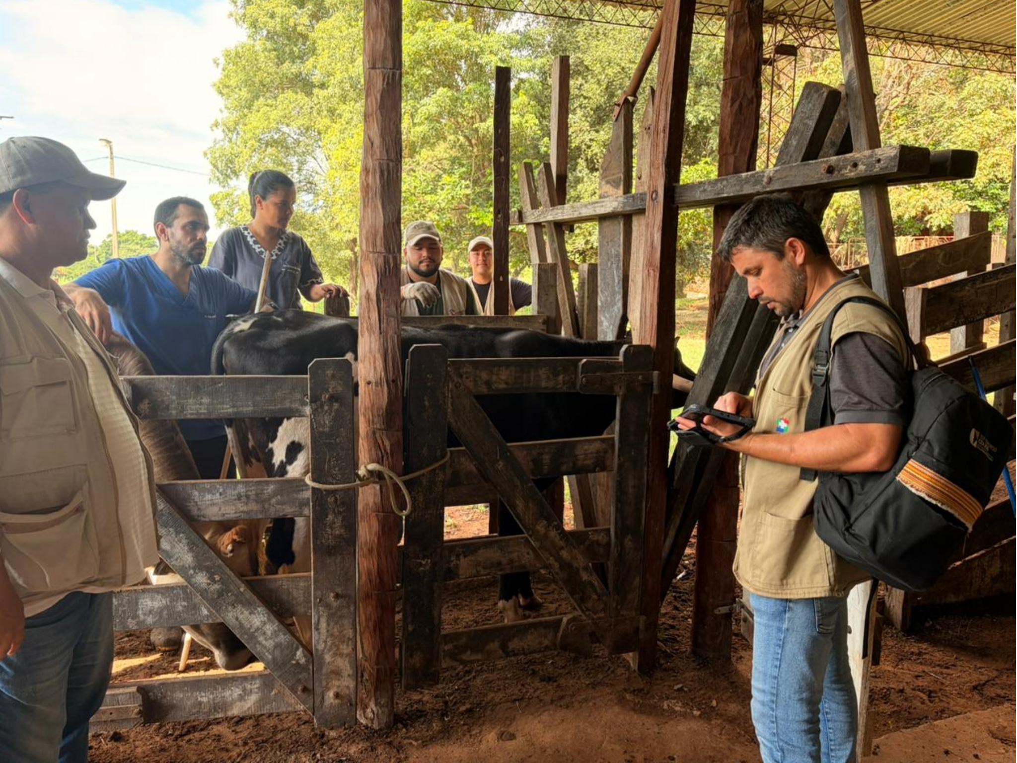 REALIZAN VACUNACIÓN ANTIAFTOSA EN BOVINOS DE LA FCV UNA