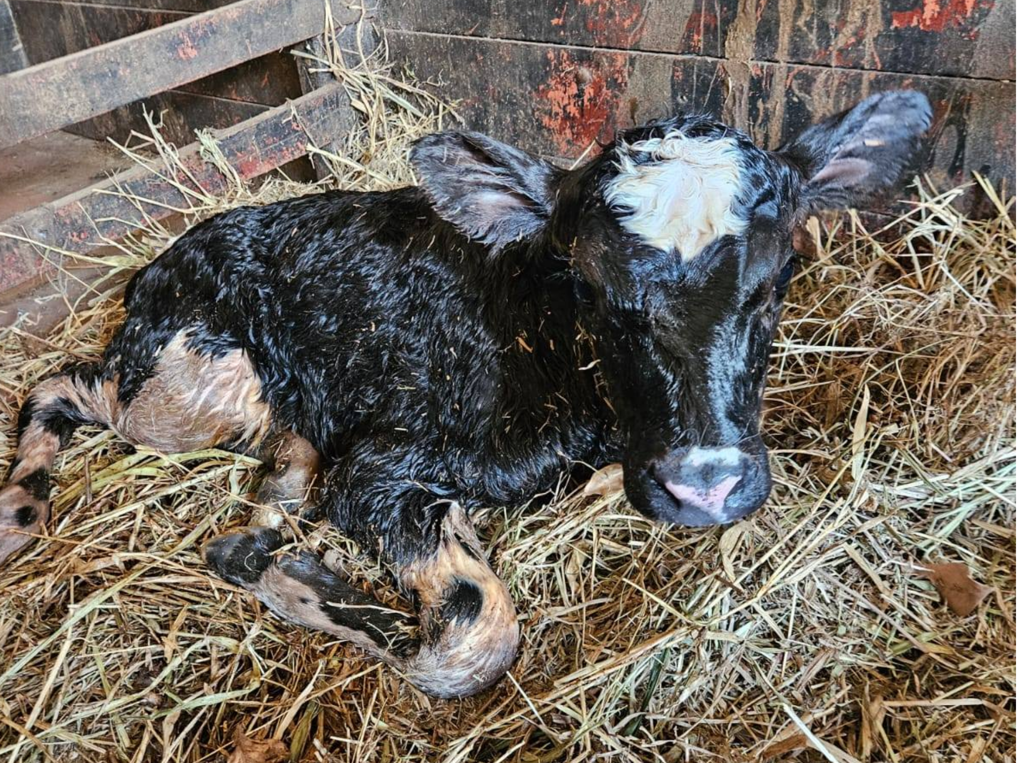NACIERON DOS TERNERAS EN LA DIVISIÓN DE GANADO BOVINO DE LECHE DE LA FCV UNA