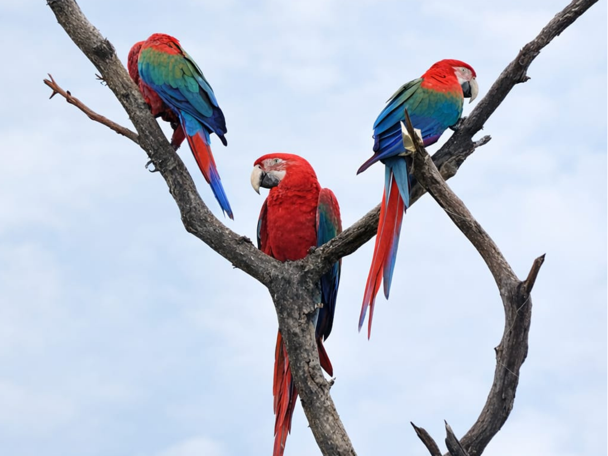 COLORES QUE VISITAN LA FCV UNA: GUACAMAYOS EN PREDIO DE LA FCV UNA