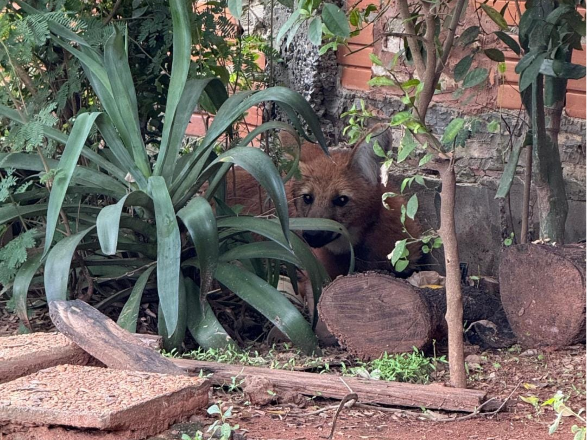 RESCATAN Y LIBERAN UN AGUARÁ GUASÚ HALLADO EN LA ZONA DE CATEURA