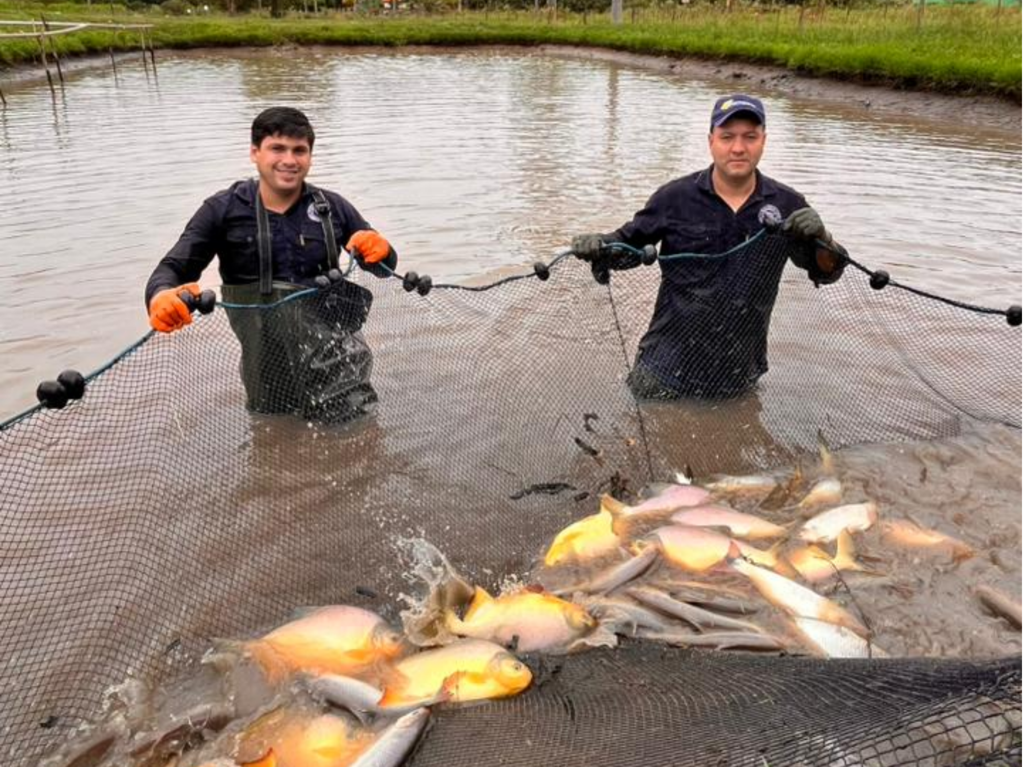 FCV UNA, FILIAL MISIONES, LLEVA A CABO COSECHA DE PACÚ EN SU ESTACIÓN PISCÍCOLA
