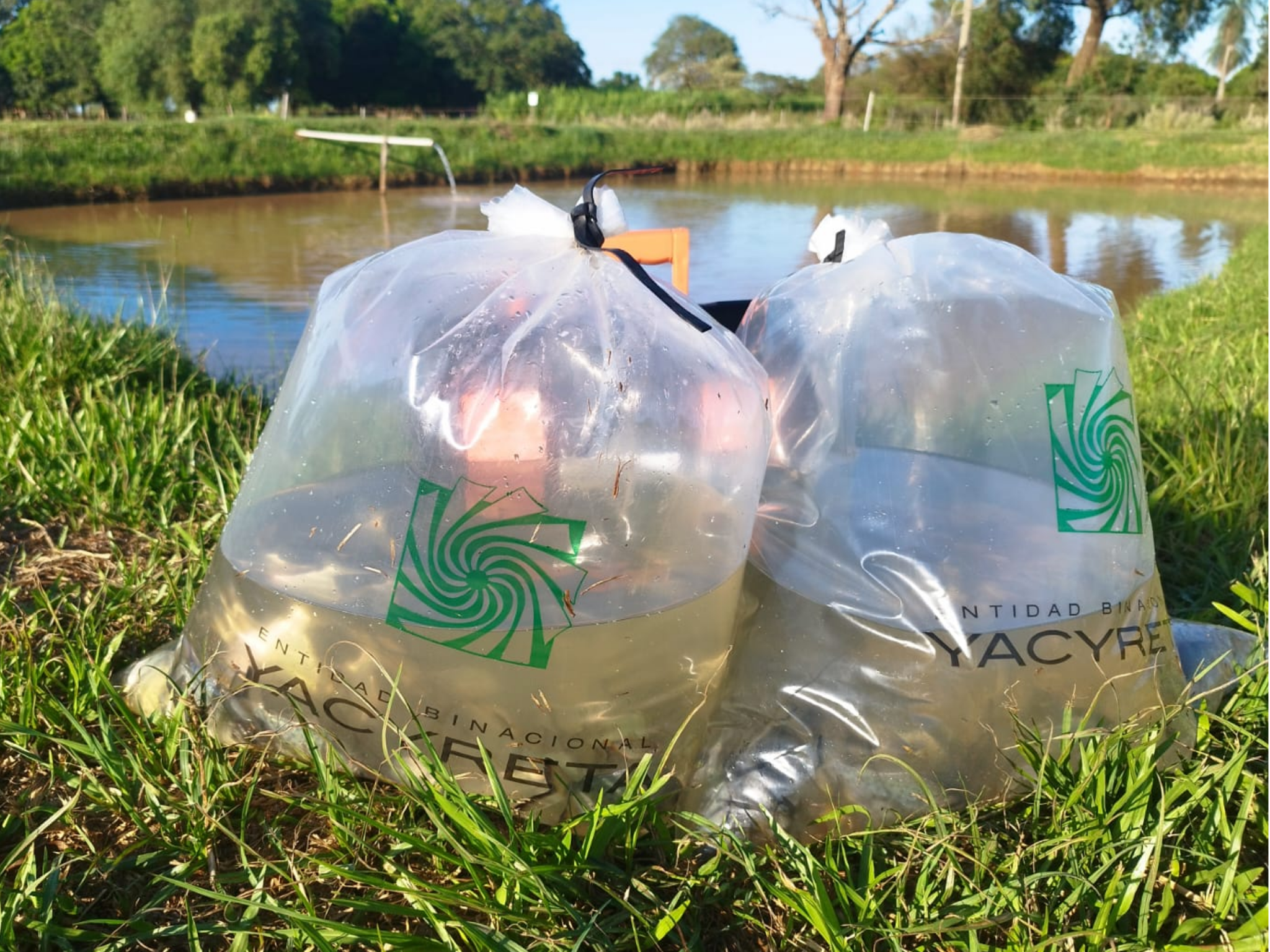 FCV-UNA SAN JUAN BAUTISTA MISIONES REALIZA SIEMBRA DE ALEVINES DE PACÚ