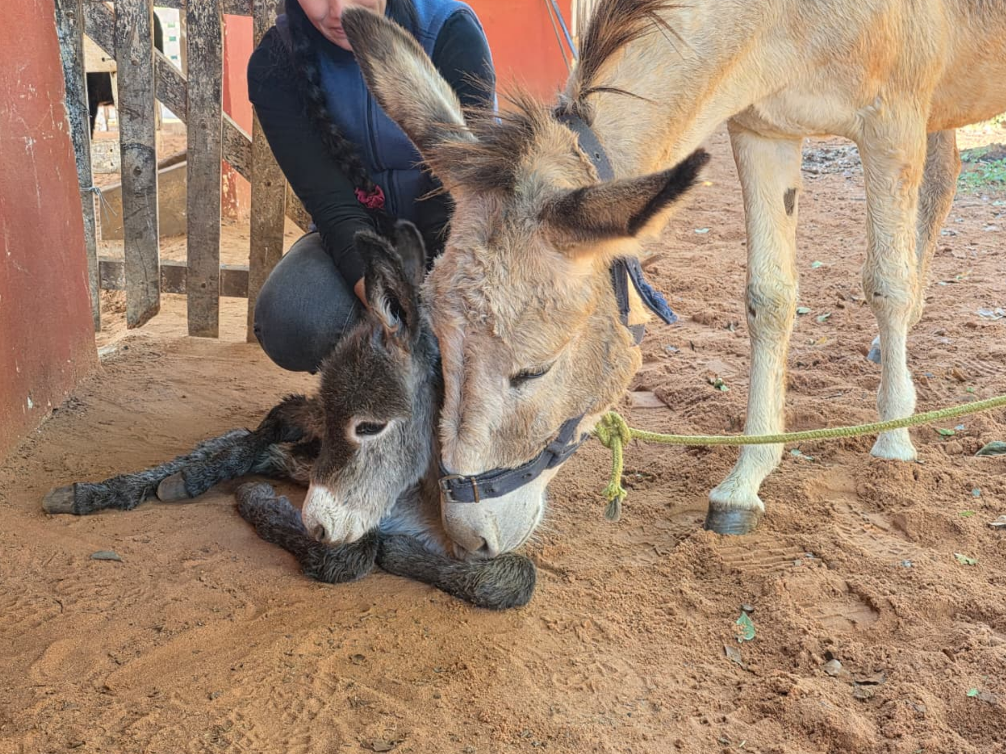 NACIÓ “SOLANO”, EL NUEVO INTEGRANTE DE LA DIVISIÓN DE GANADO EQUINO