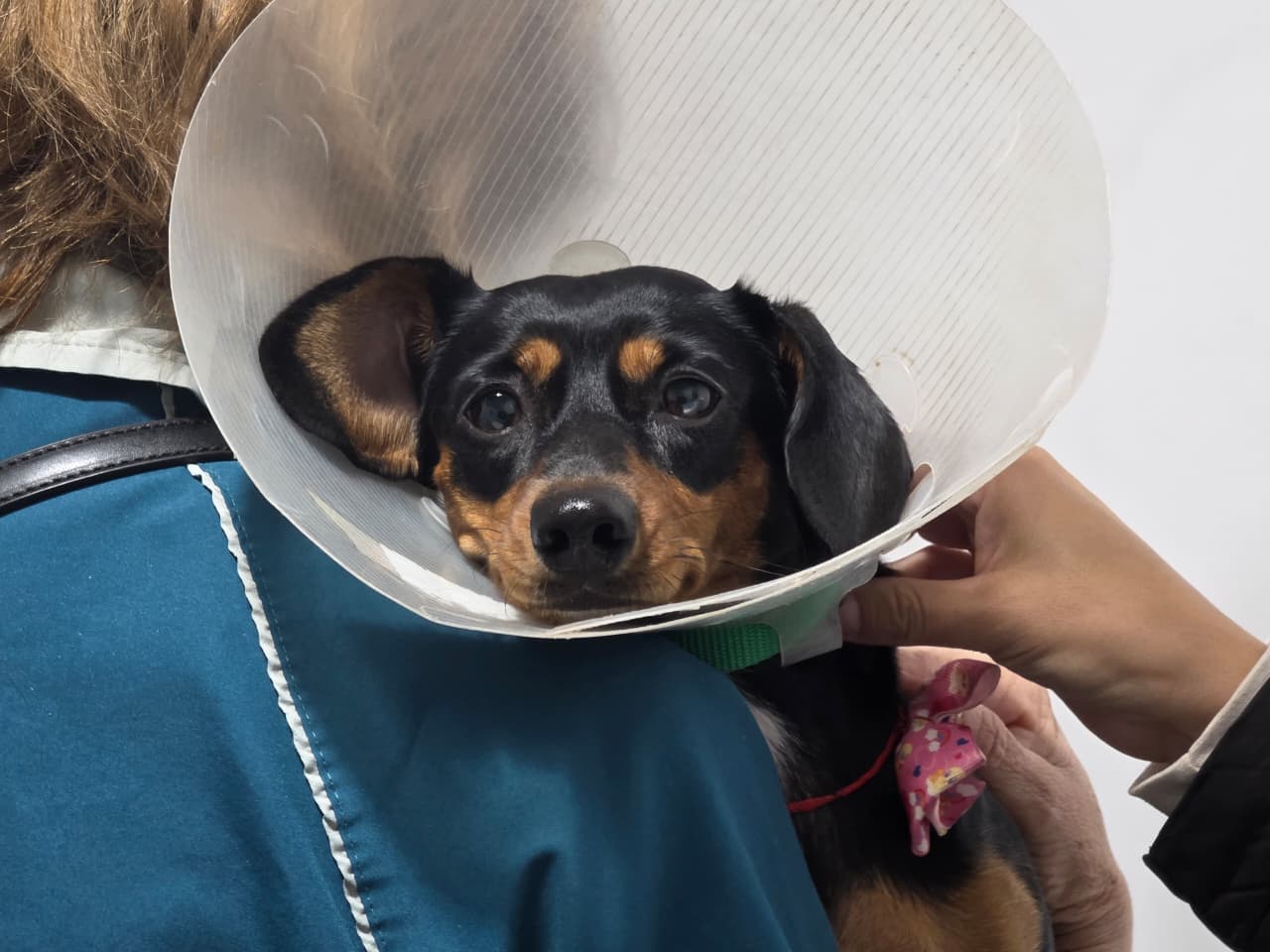 EL HOSPITAL VETERINARIO INCORPORA NUEVOS EQUIPOS DERMATOLÓGICOS
