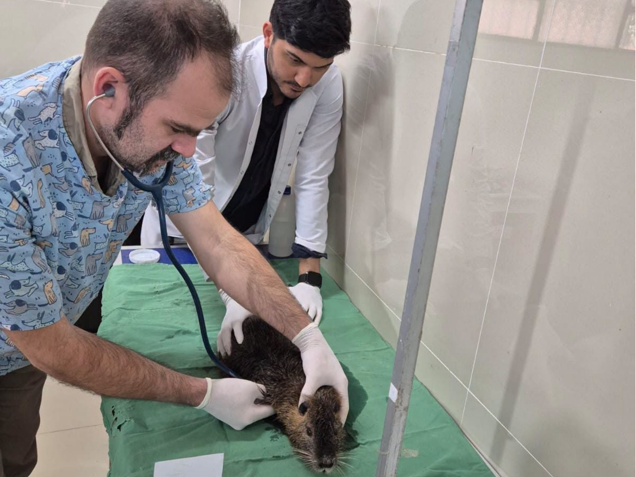 RESCATE DE FAUNA SILVESTRE: KYJÁ RESCATADO RECIBE ATENCIÓN EN LA FCV-UNA