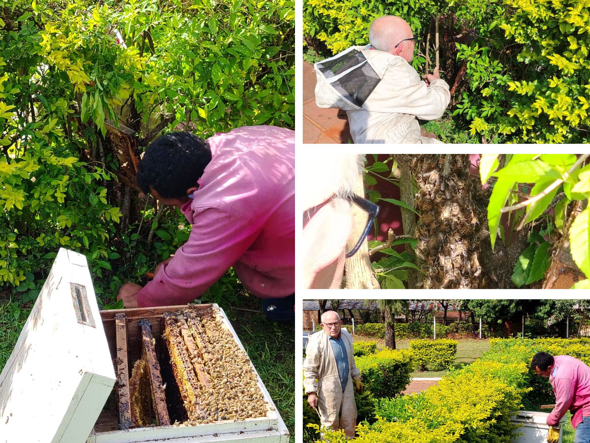 FCV-UNA REALIZA RESCATE RESPONSABLE DE UN ENJAMBRE DE ABEJAS